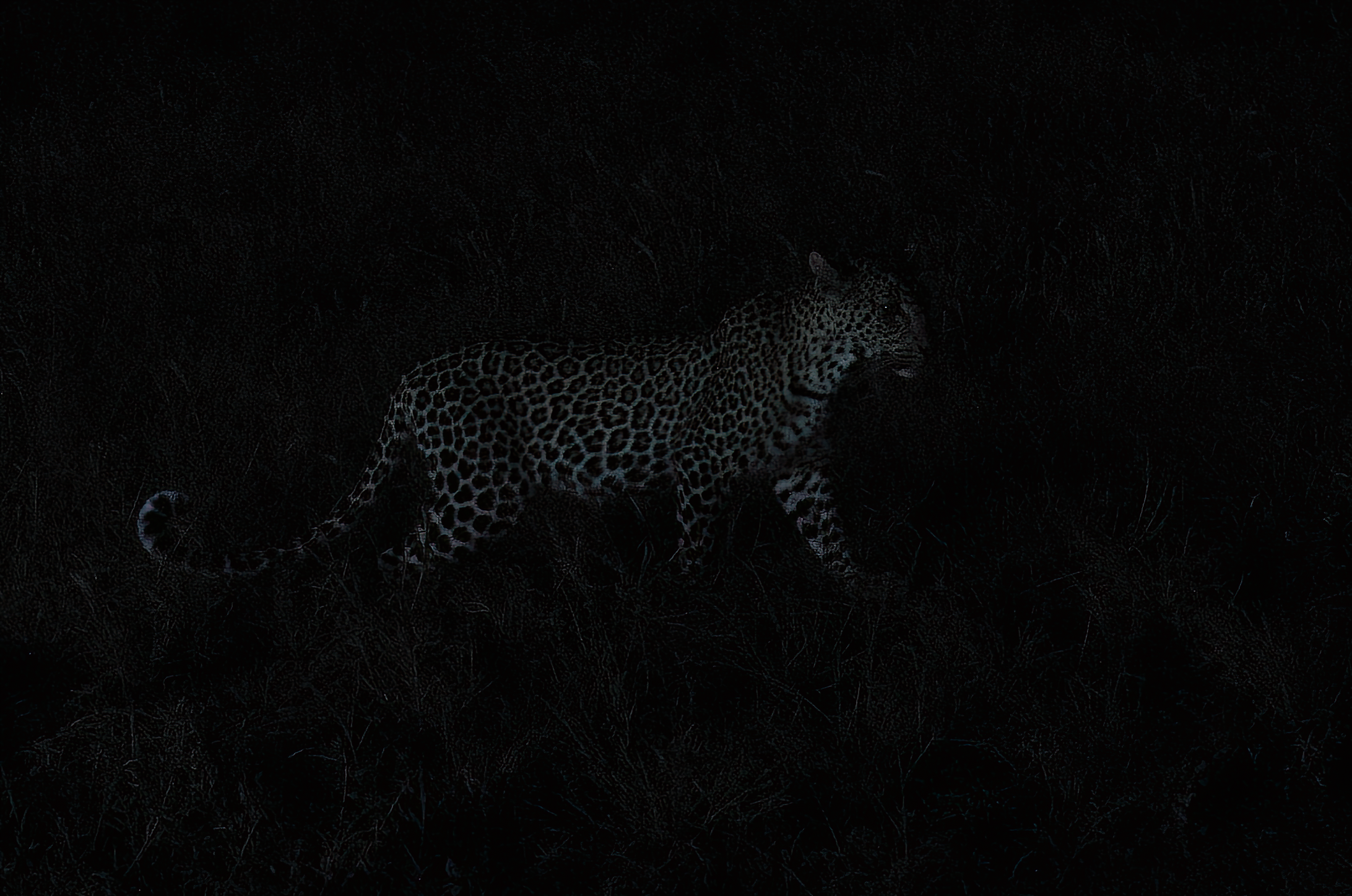 17.ghosts of tsavo-DeNoiseAI-raw.jpeg