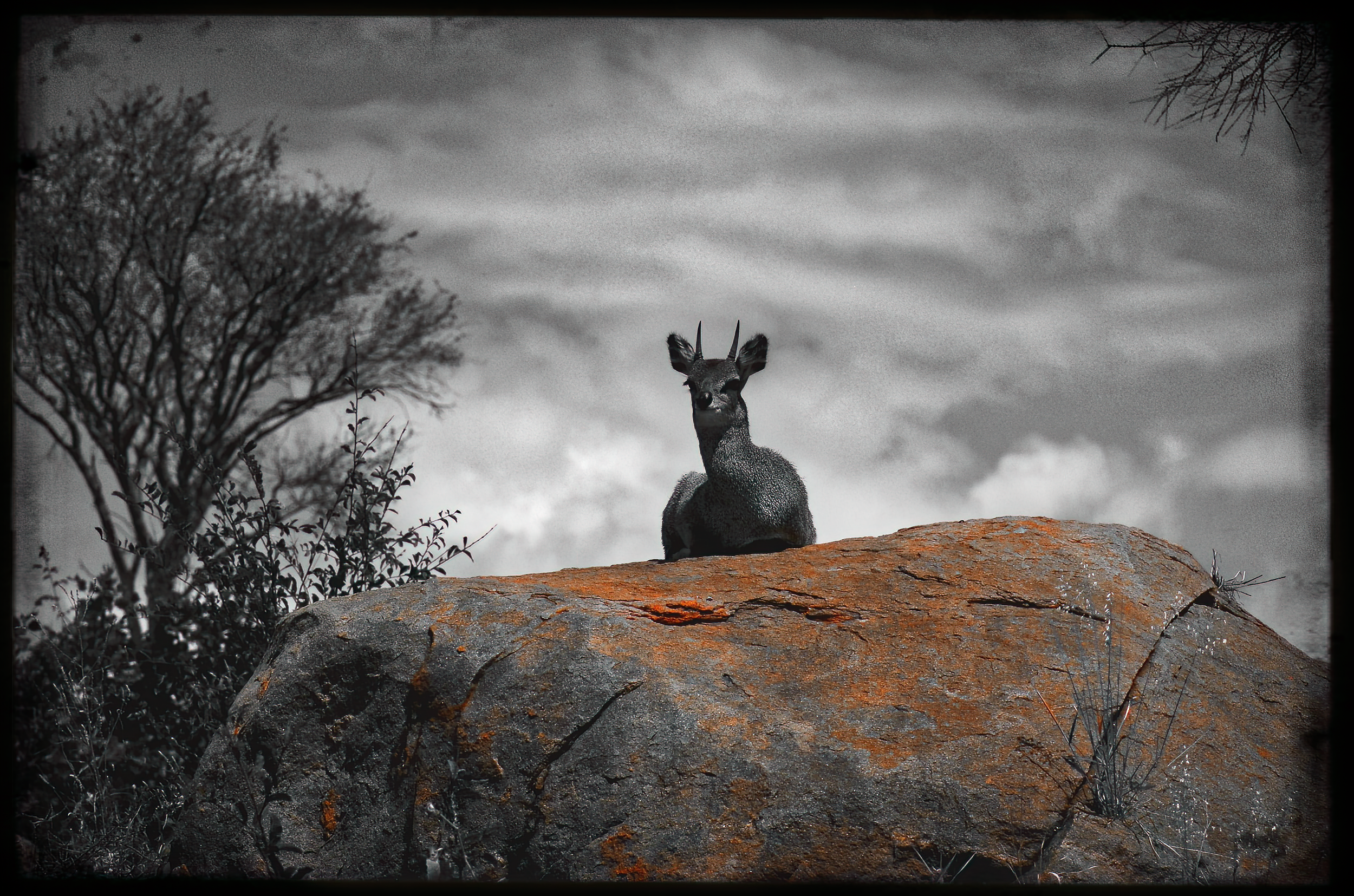 21.ghosts of tsavo21-DeNoiseAI-raw.jpeg