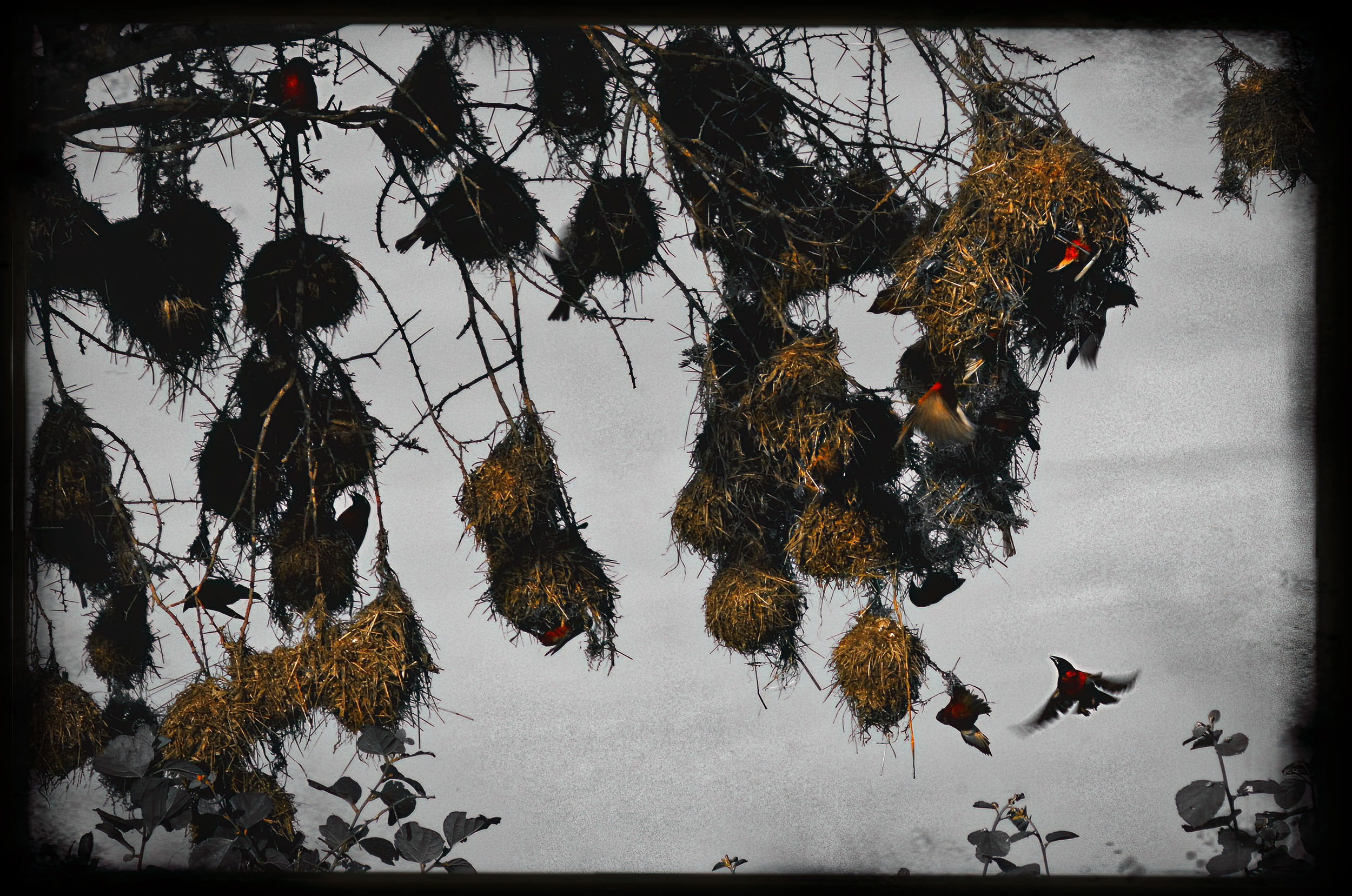 22.ghosts of tsavo-DeNoiseAI-raw.png