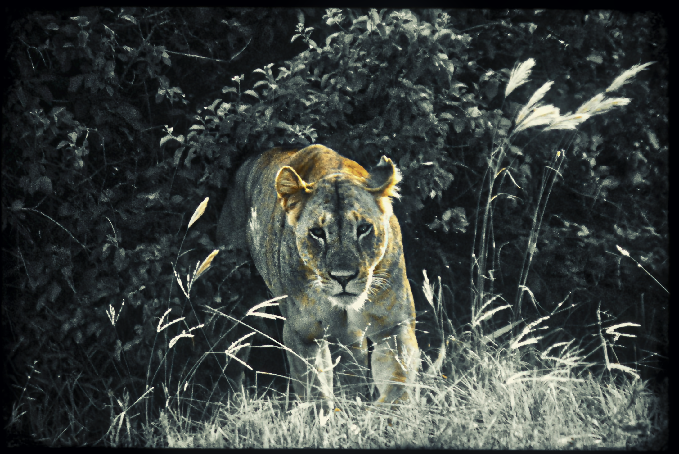 vintage lion1.jpg