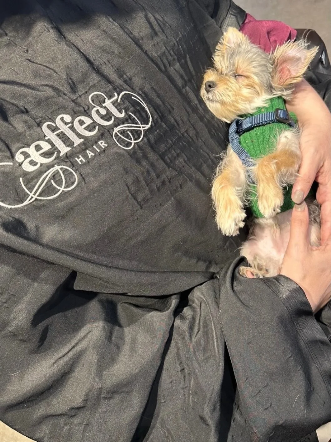 When we lost Sterling it changed everything. But it also made us realize a salon dog was big part of our culture. 

Edison joined us at the end of 2024 at just 4 months old and ready to offer all the cuddles and support through our grief. He is on hi