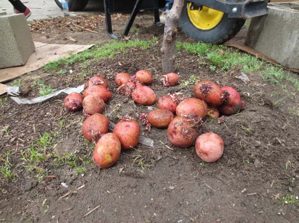 chet-found-potatoes.jpg
