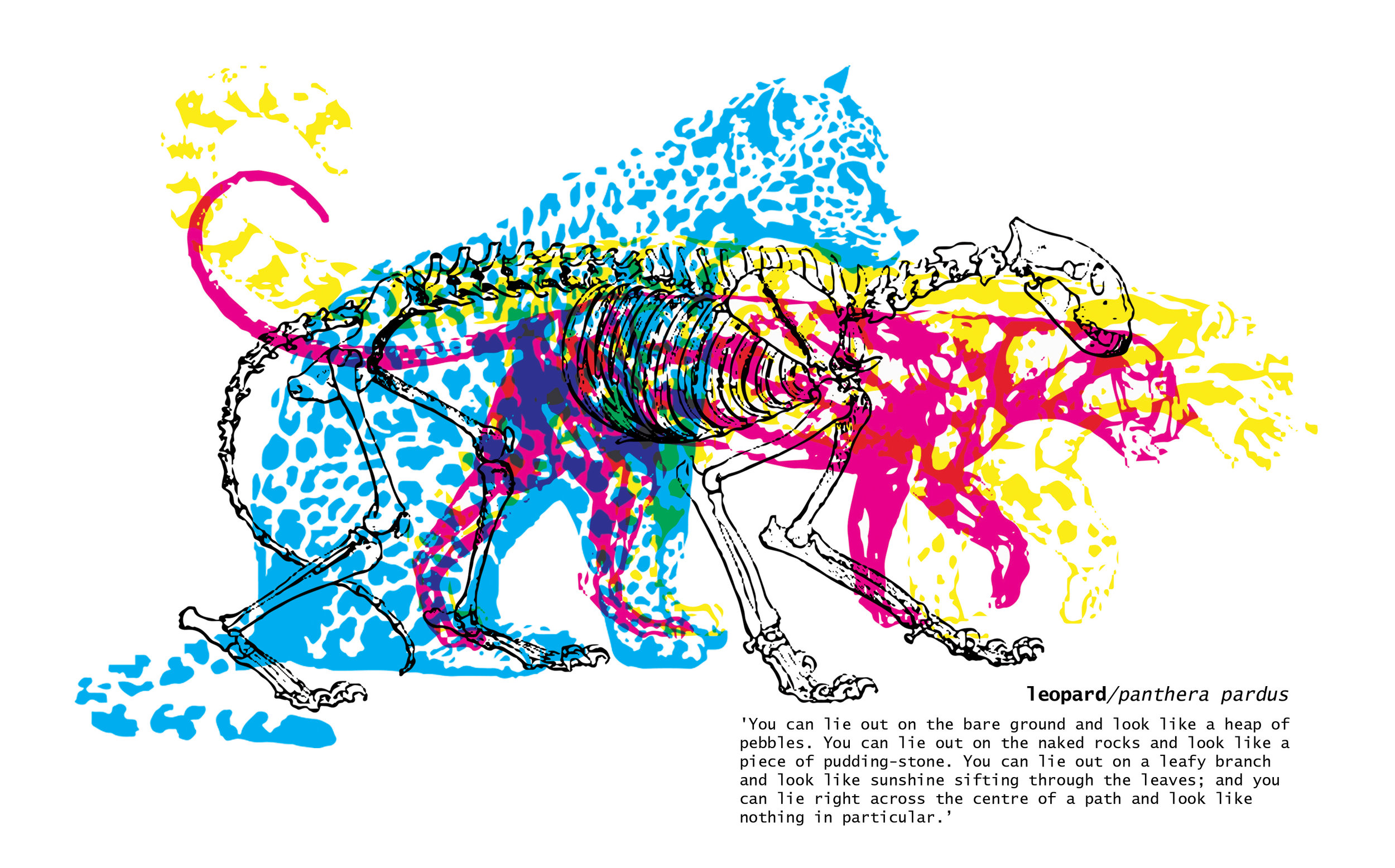 Panthera Pardus