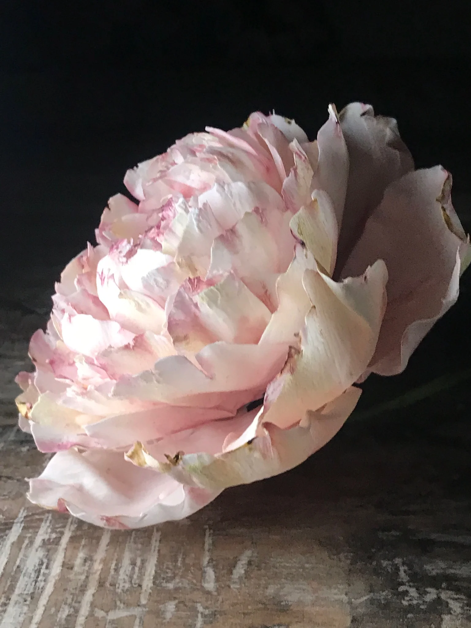 Peony 2018