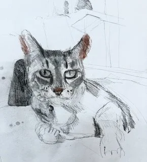 Pet Portraits Gary's cat.jpeg