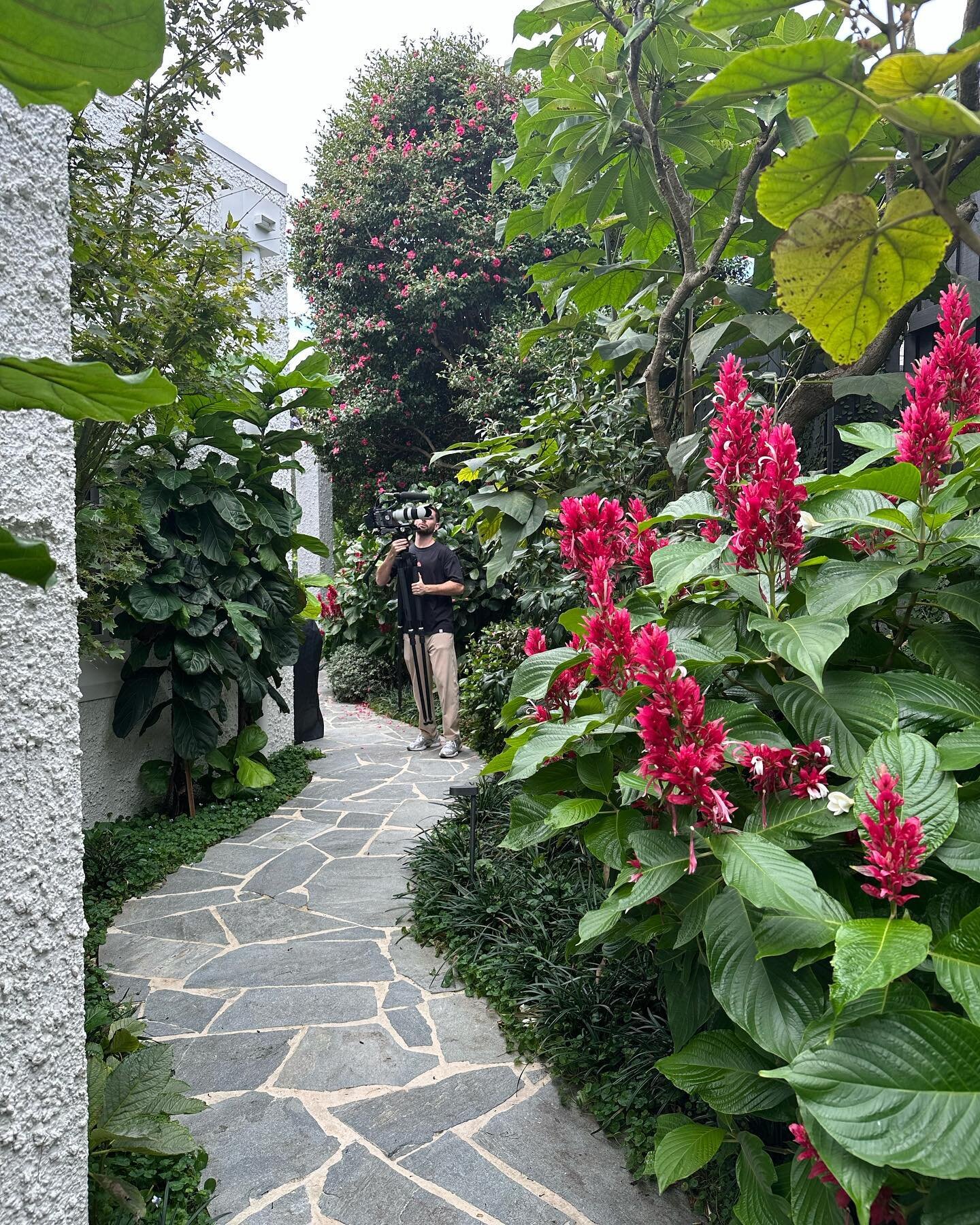 How good is this garden looking at our Bellevue Hill Project now! 

@abode.entertainment 
@mylesbaldwin 
@annaspiro
