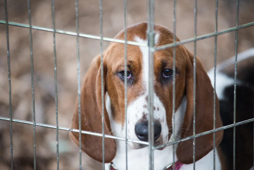 Basset Hound Rescue Dog New England