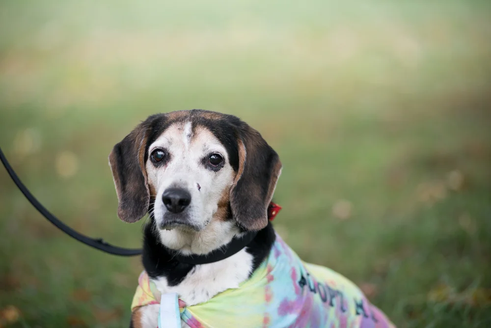 Basset Hound Rescue Dog New England