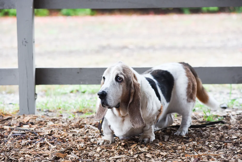 Basset Hound Rescue Dog New England