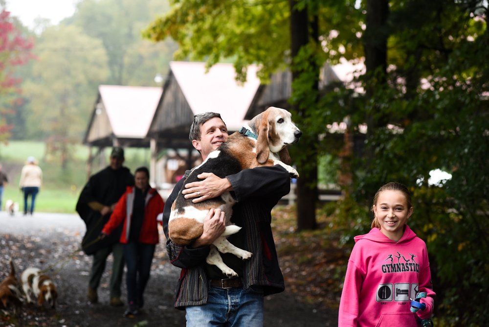 Basset Hound Rescue Dog New England