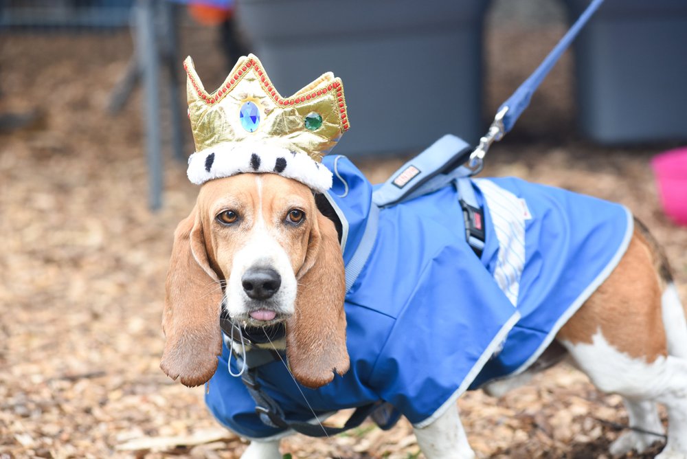 Basset Hound Rescue Dog New England