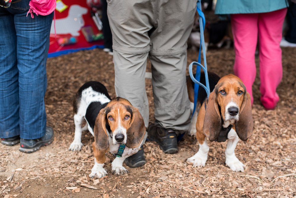 Basset Hound Rescue Dog New England