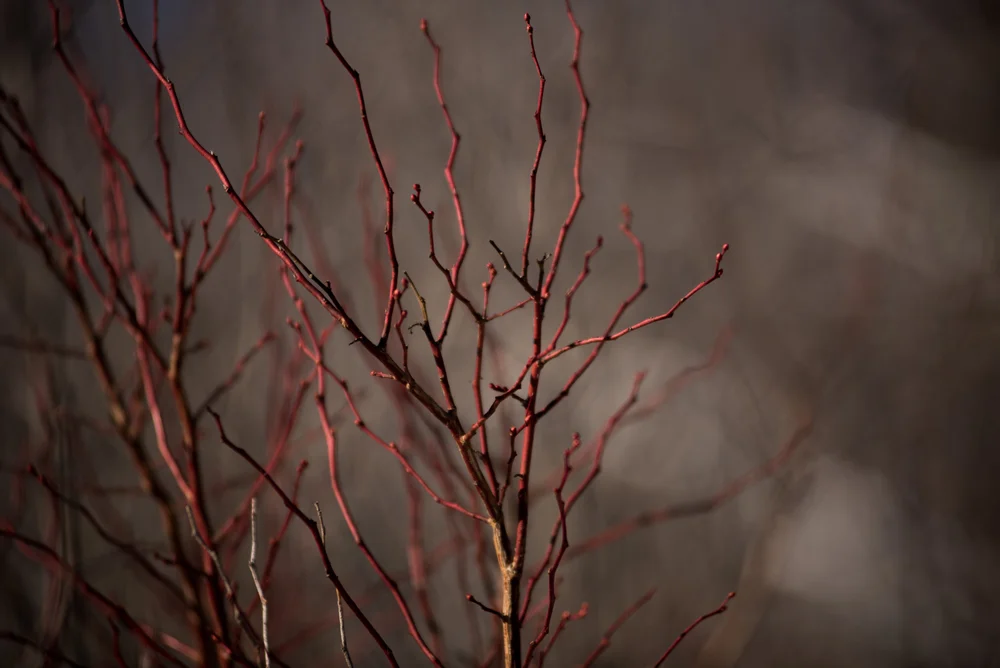Nature Needham Cutler Reservation