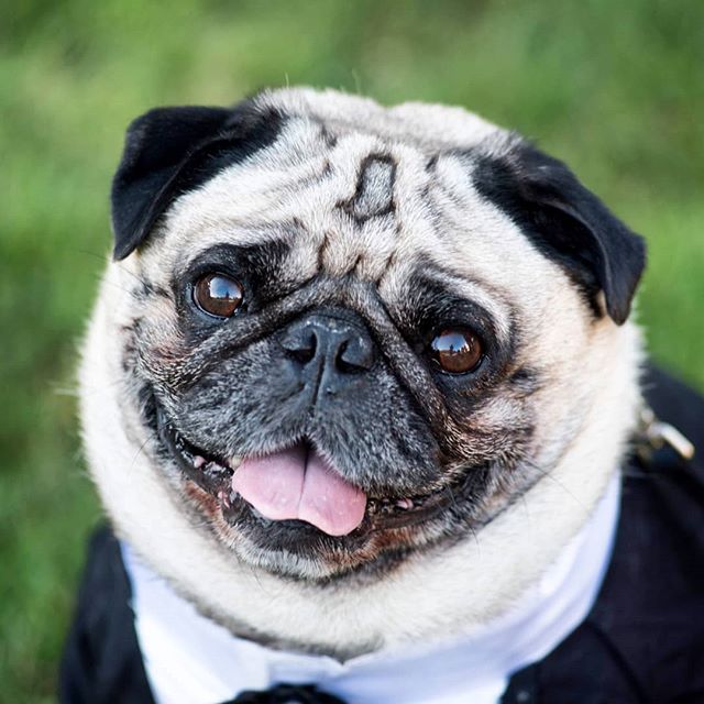 What, it's only Tuesday?! These pup faces from a wedding I second shot with @youngn117 @youngatheartimages will definitely help! 😍😍😍 More on the blog, new post, link in profile!
.
.
.
.
.
#secondshooter #secondshooting #weddingphotography #wedding