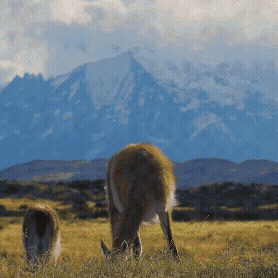 DIQU5991650S_CKMZVAD_5614501_NATGEOEXP_FY26_Land_Q3 April P (3).gif