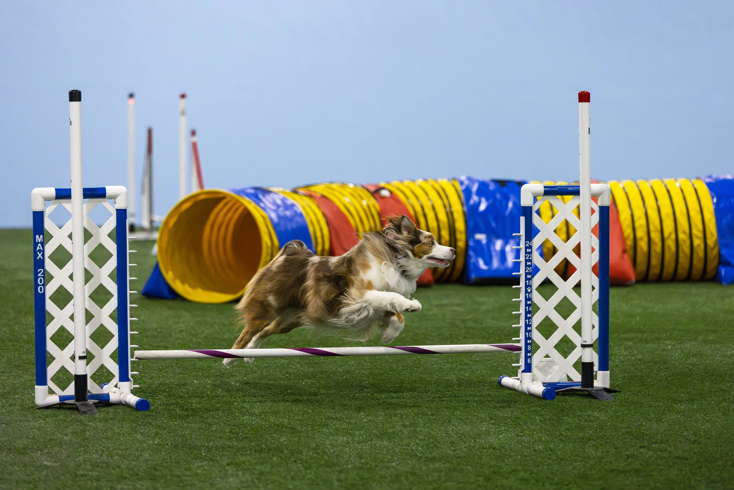 AC_CNE_AKC_ACT_0155.jpg