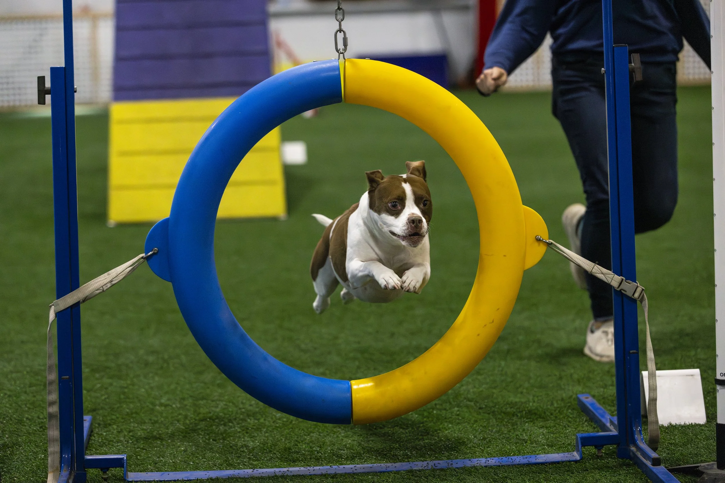 AC_CNE_AKC_ACT_1304.jpg