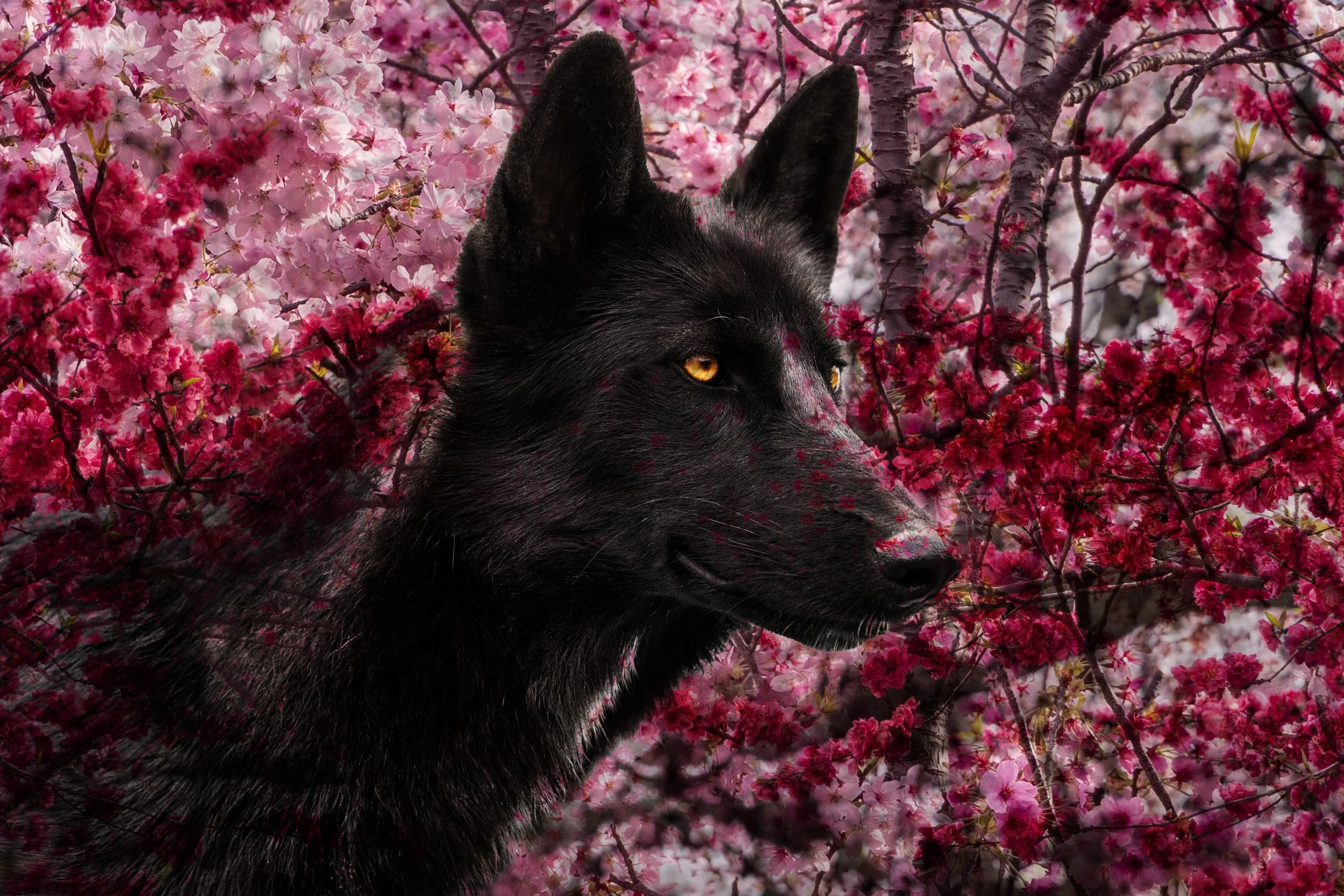 Cherry Blossom Wolf_AC_6130 copy.jpg