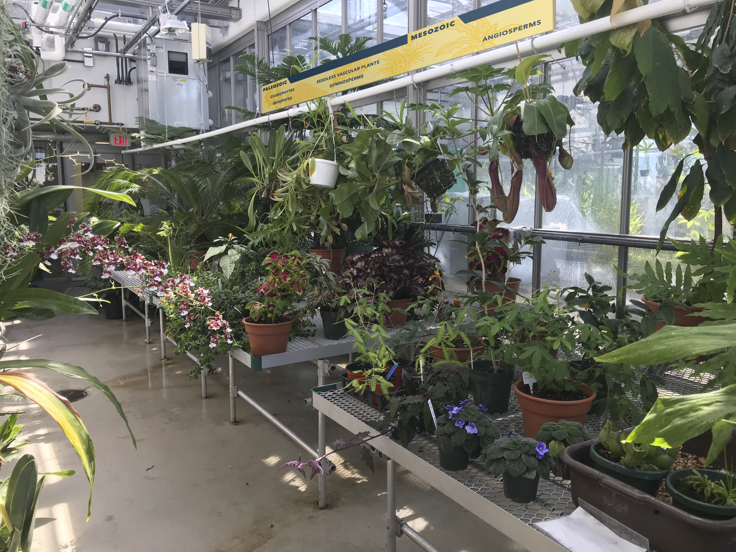 Harlan Greenhouse