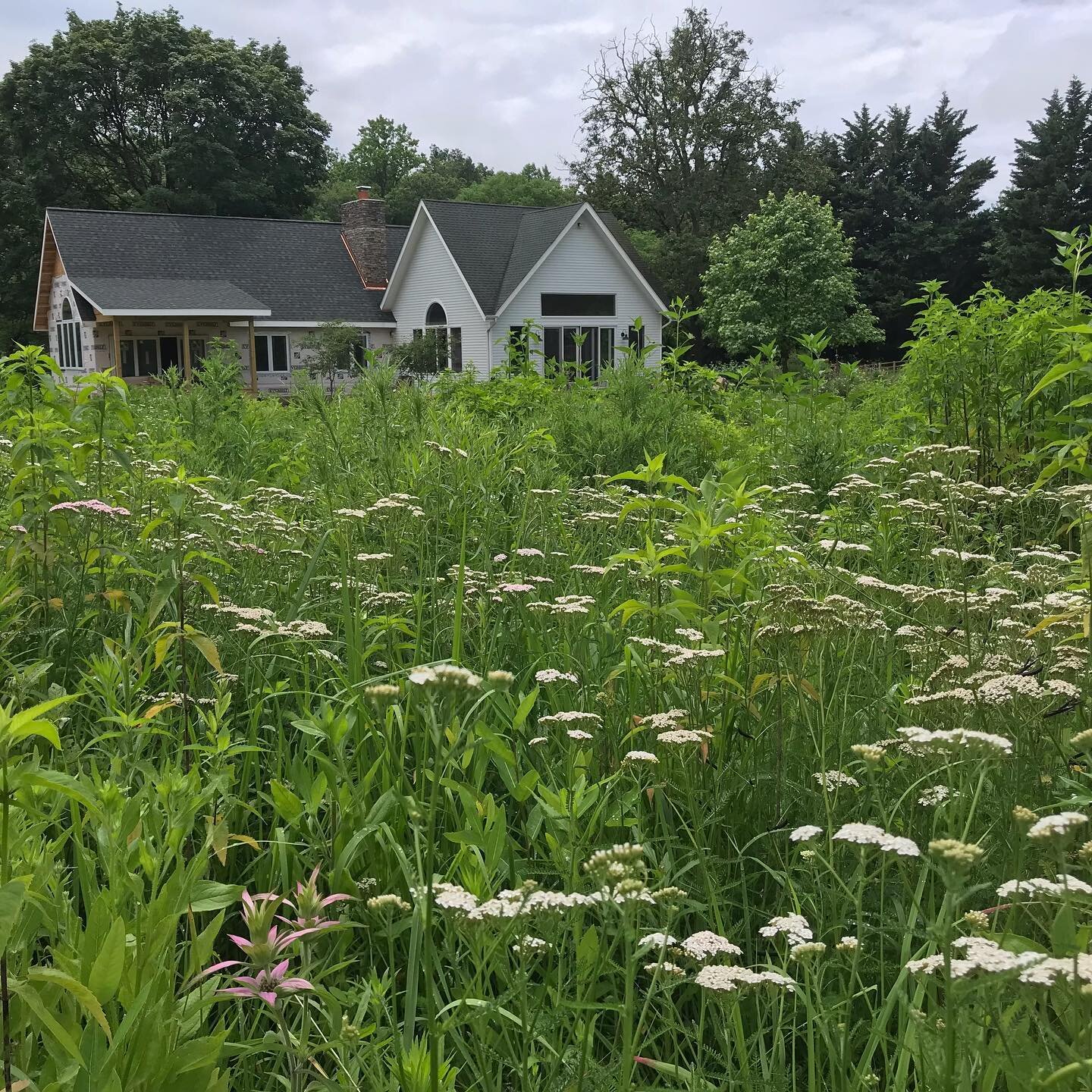 An installation near Waldorf MD seeded in June 2021.  Previously a fescue dominated field and now chock full of native grasses and flowers. 

#nativeplants #meadows #maryland #pollinators #fescue #lawn
