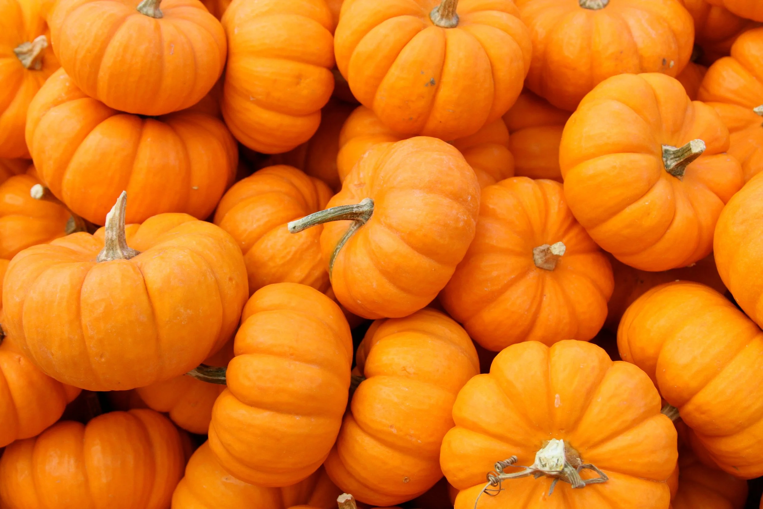 Pumpkin Themed Storytime &amp; Craft