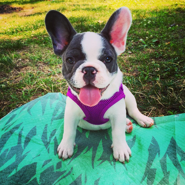 Puppies — New York Frenchies