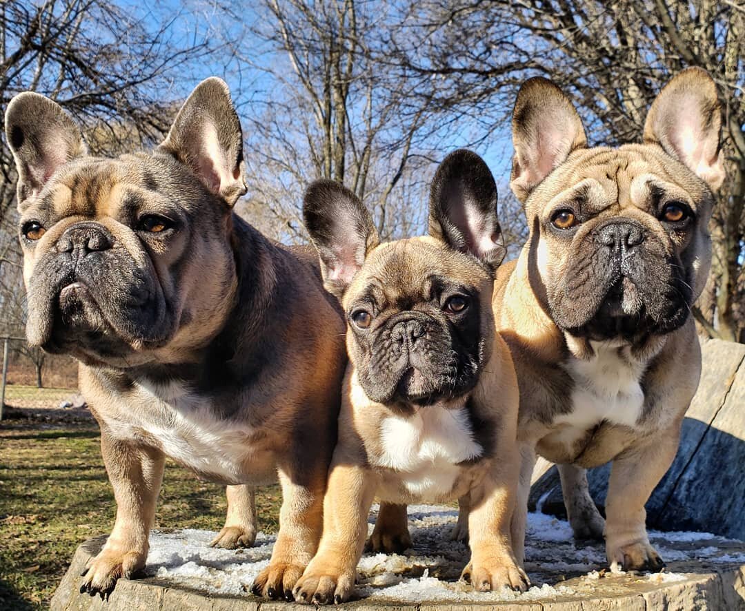 how much is a french bulldog in new york?
