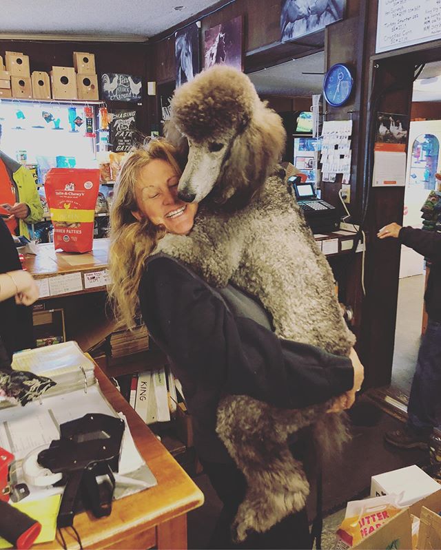 We kind of like dogs here π #scottsvalleyfeed #poodle #puppyhugs #stellaandchewys
@stellaandchewys @lifewithmypoodles