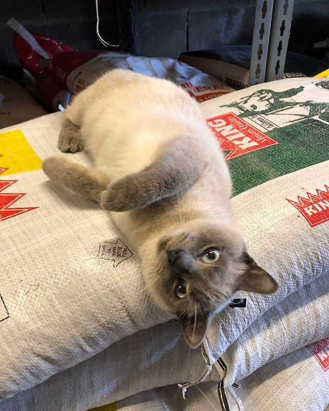 We have new store cats and we are ecstatic! They are doing so well π» Scottie is our Siamese boy and Blue is our gray girl - both about a year old π π Come give them a pet (if theyβll let you π). #scottsvalleyfeed #catlover #storecats #mousehuntersintraining