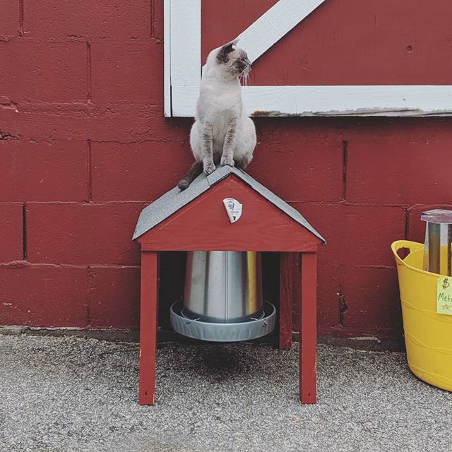 Chicken feeder or lookout station? Our new store cat Scottie is getting adventurous! #cat #feedstore