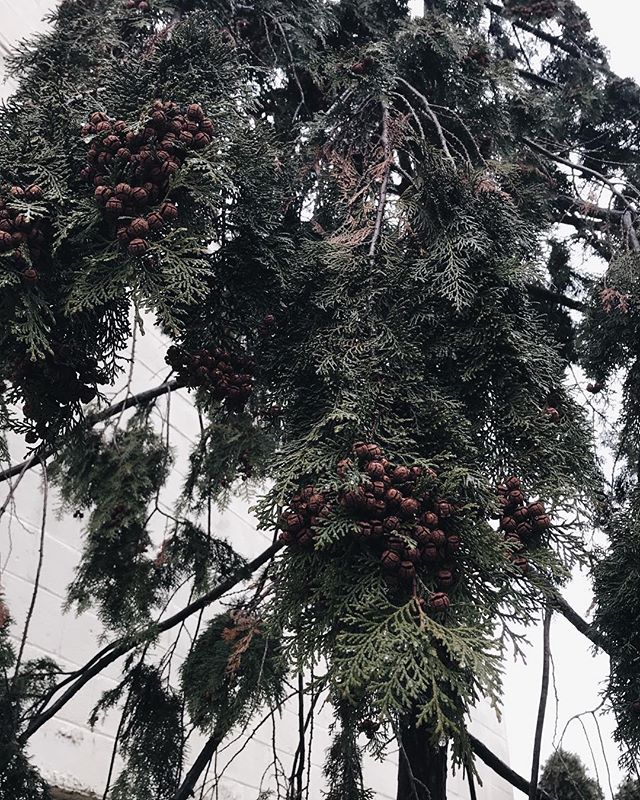 There&rsquo;s something about Eastern Hemlocks that make my heart flutter. Maybe it&rsquo;s because of how cute their little pine ones are. Maybe it&rsquo;s because it reminds me of home. It&rsquo;s a tree that was used to build cabins by the early f