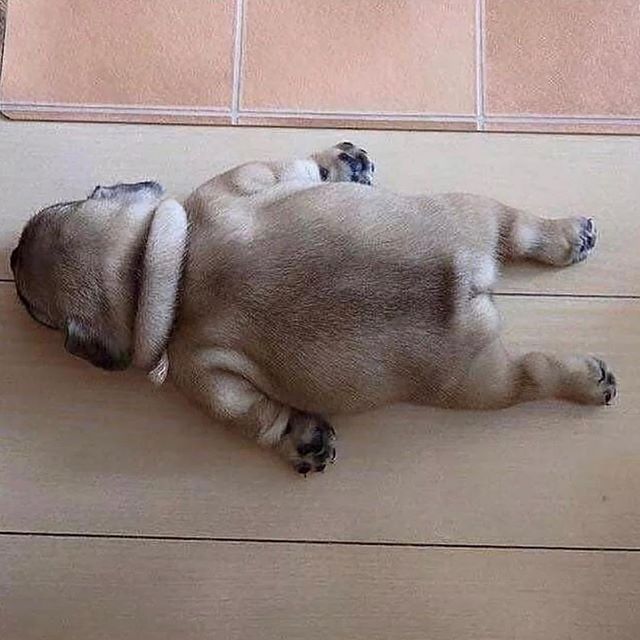 This is the ideal body type. 🐶😍🐶😍🐶❤️🐶❤️🐶❤️🐶
.
.
.
.
.
.
.
.
.
.
.
.
.
.
.
#pug #puppy #dog #dogs #fluffy #happy #love #rolls #pup #pugsofinstagram #pets #telaviv #israel #travelblogger #travelblog #travel #animals #dogsofinstagram #dogstagram