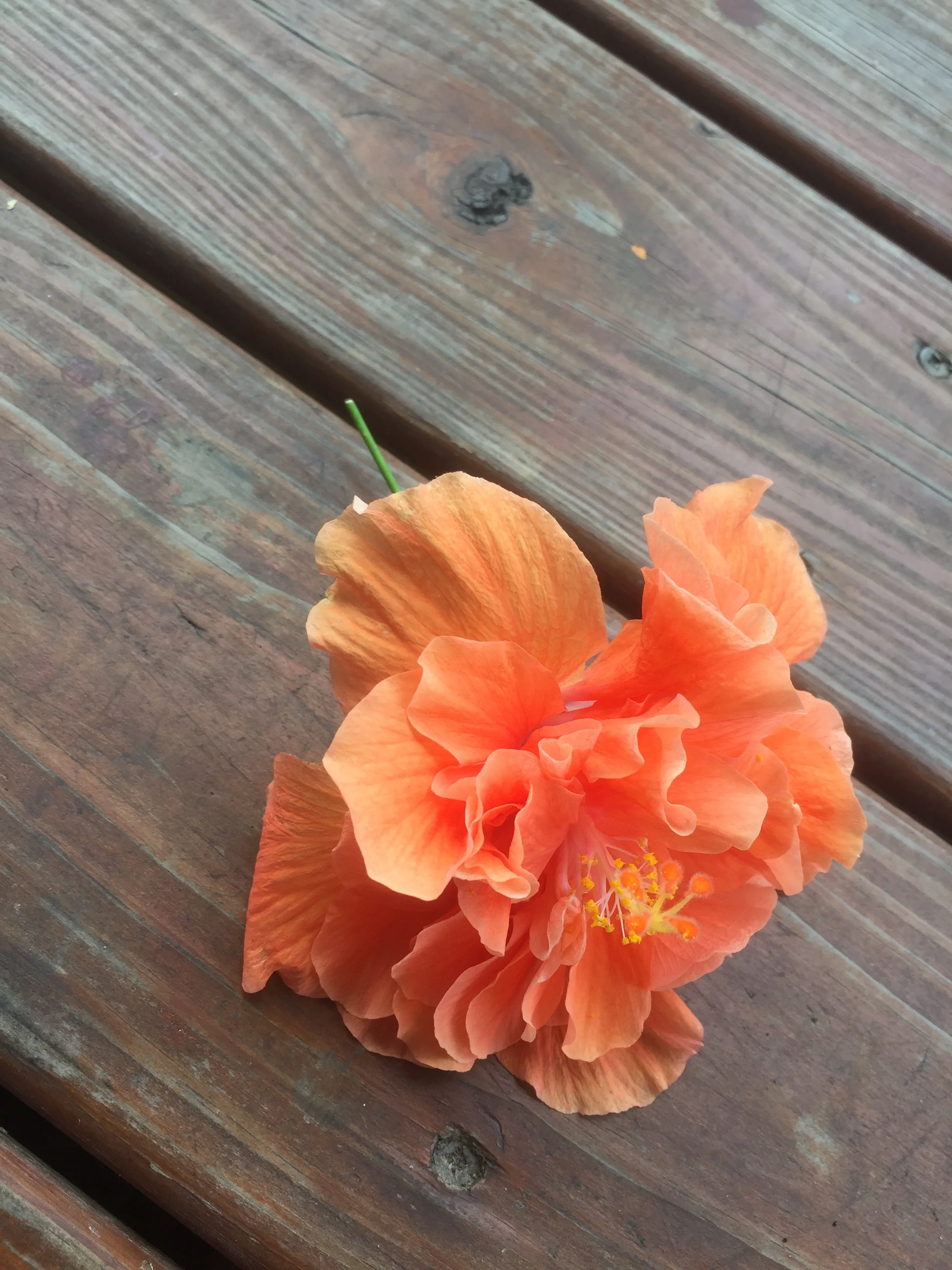 Hibiscus from my garden.