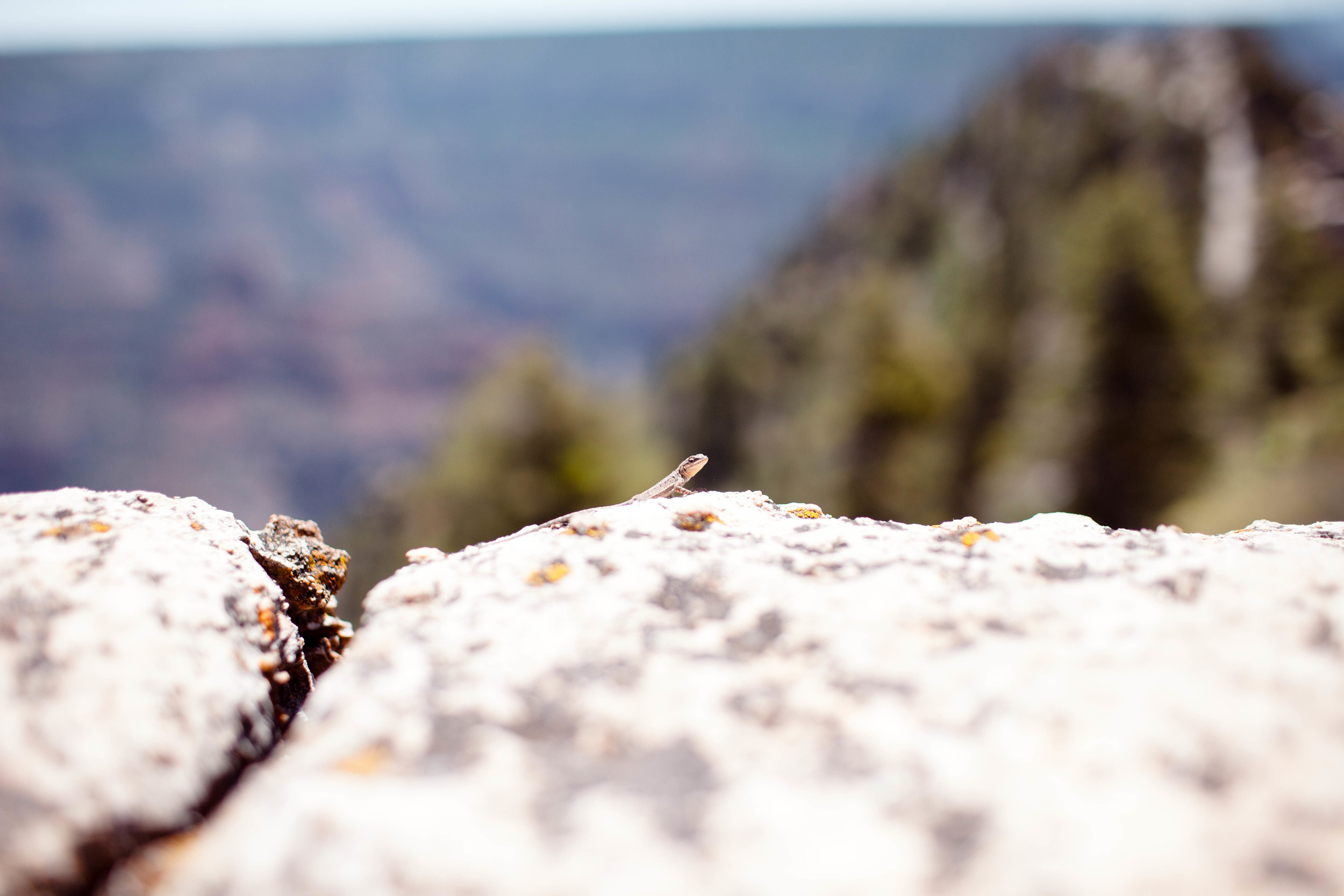 grandcanyon_northrim_araliwest-3622.jpg