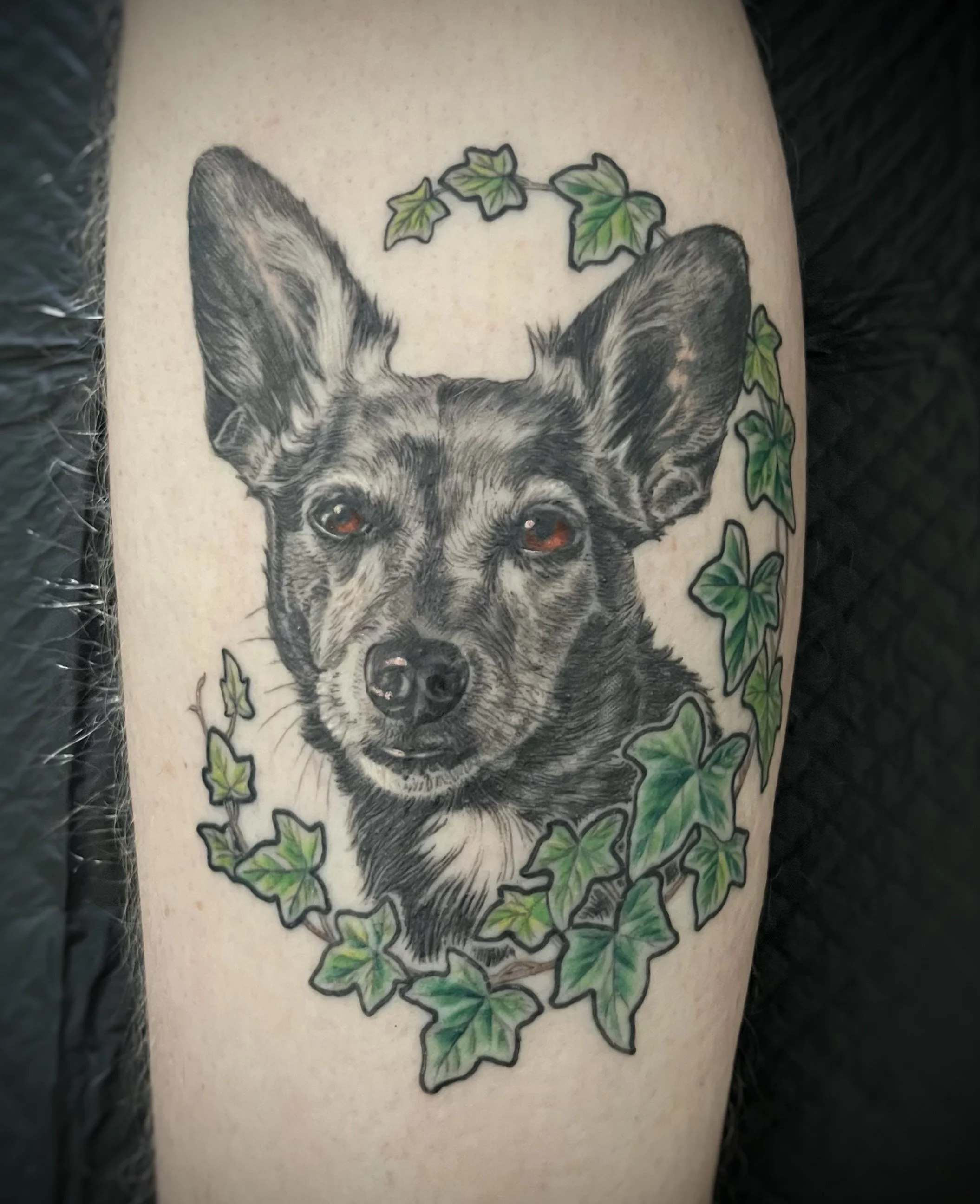 Ivy.jpg