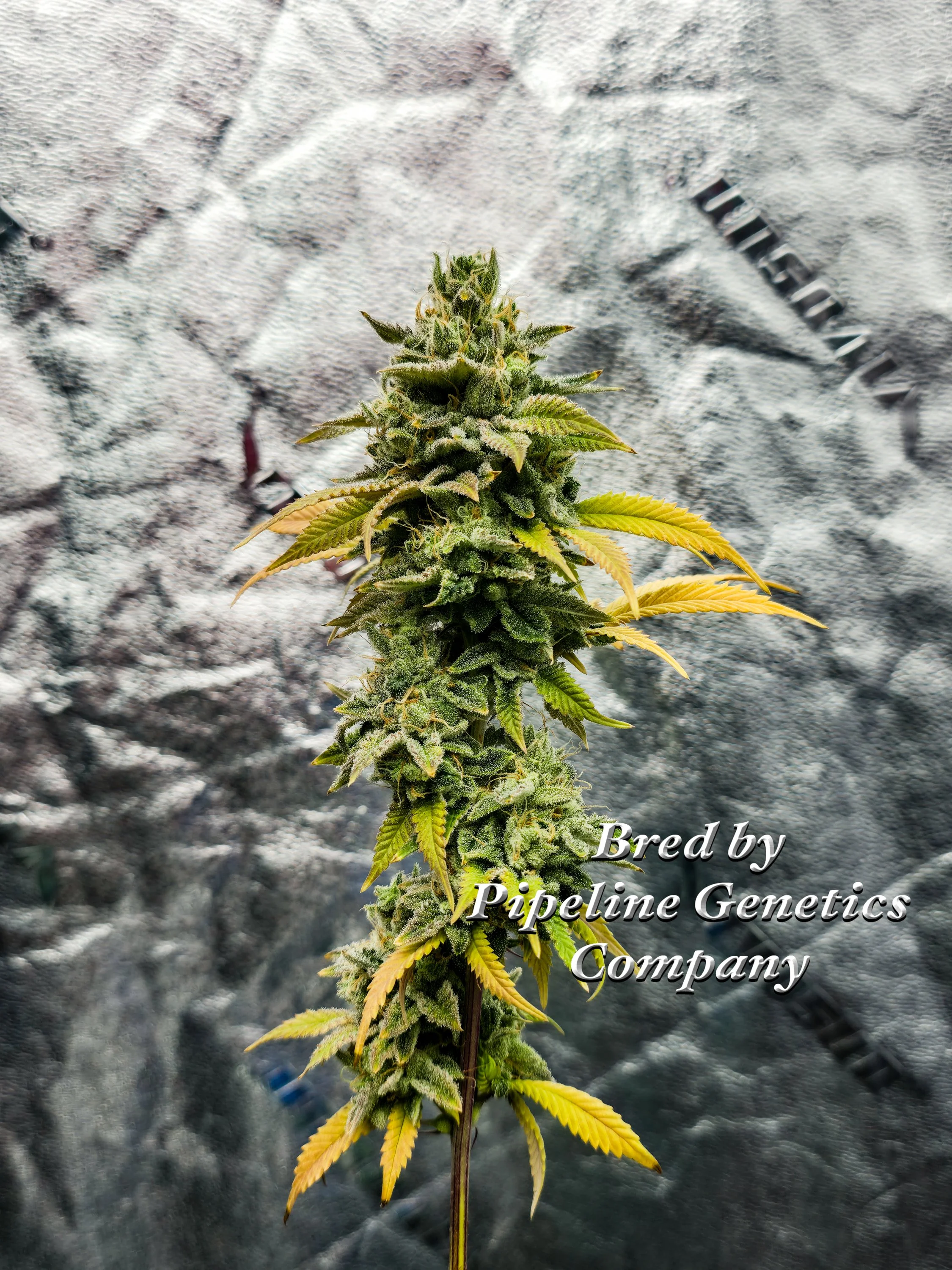 Halman Apricot Pipeline Genetics Company 16 smaller.jpg
