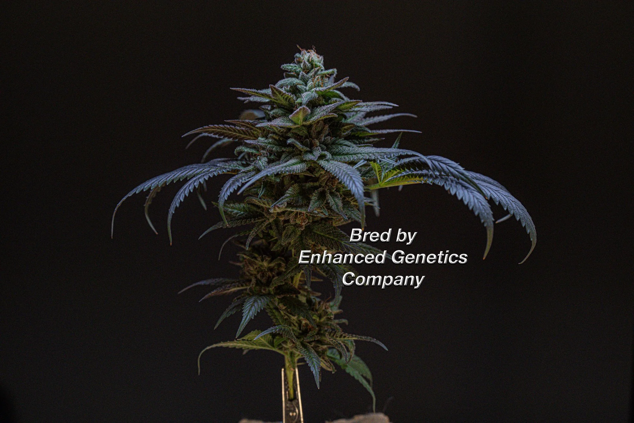 Full Metal Cherry 2.0 Bred by Enhanced Genetics Company-3.jpg