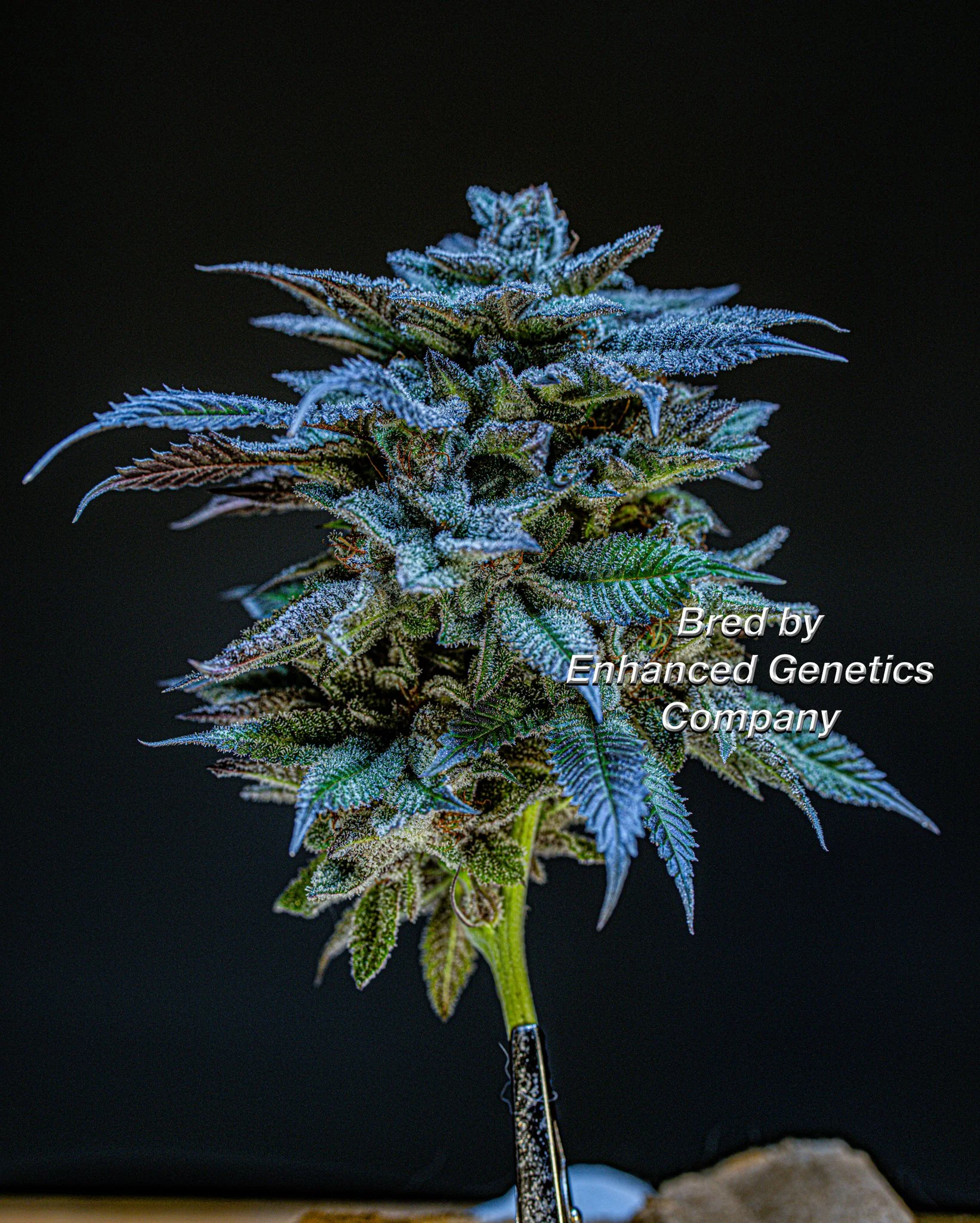 Pre 96 Enhanced Chemical Bubble Enhanced Genetics Company.jpg