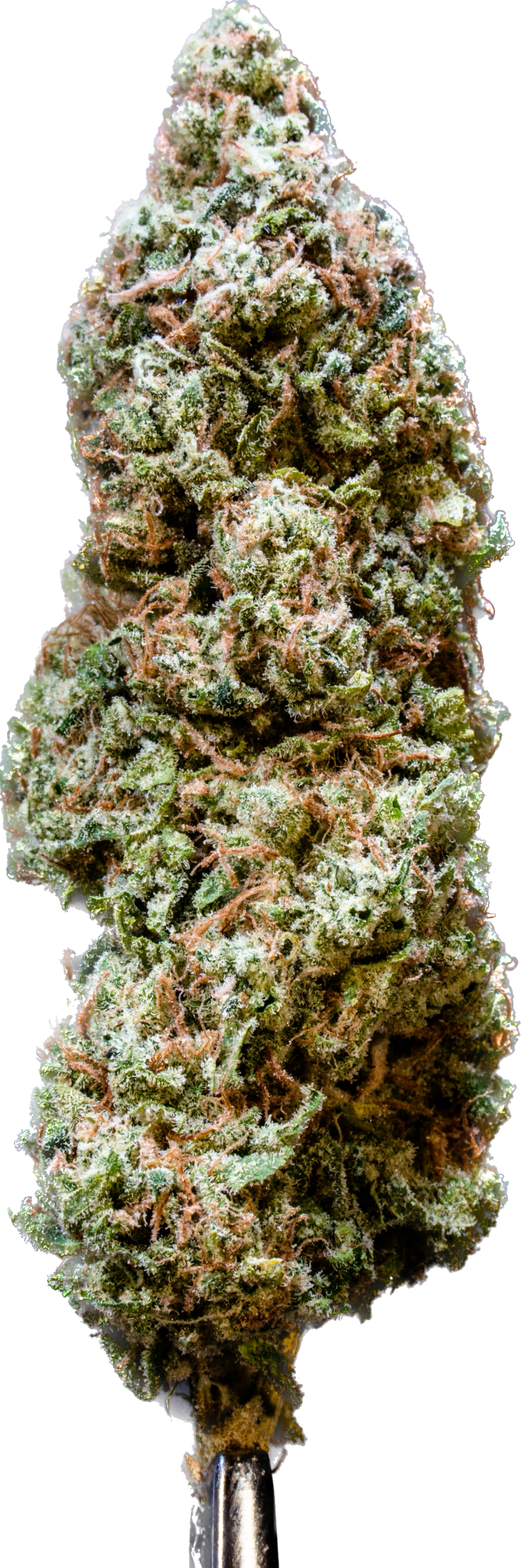 Toretto's Car Pipeline Genetics Company 2.PNG