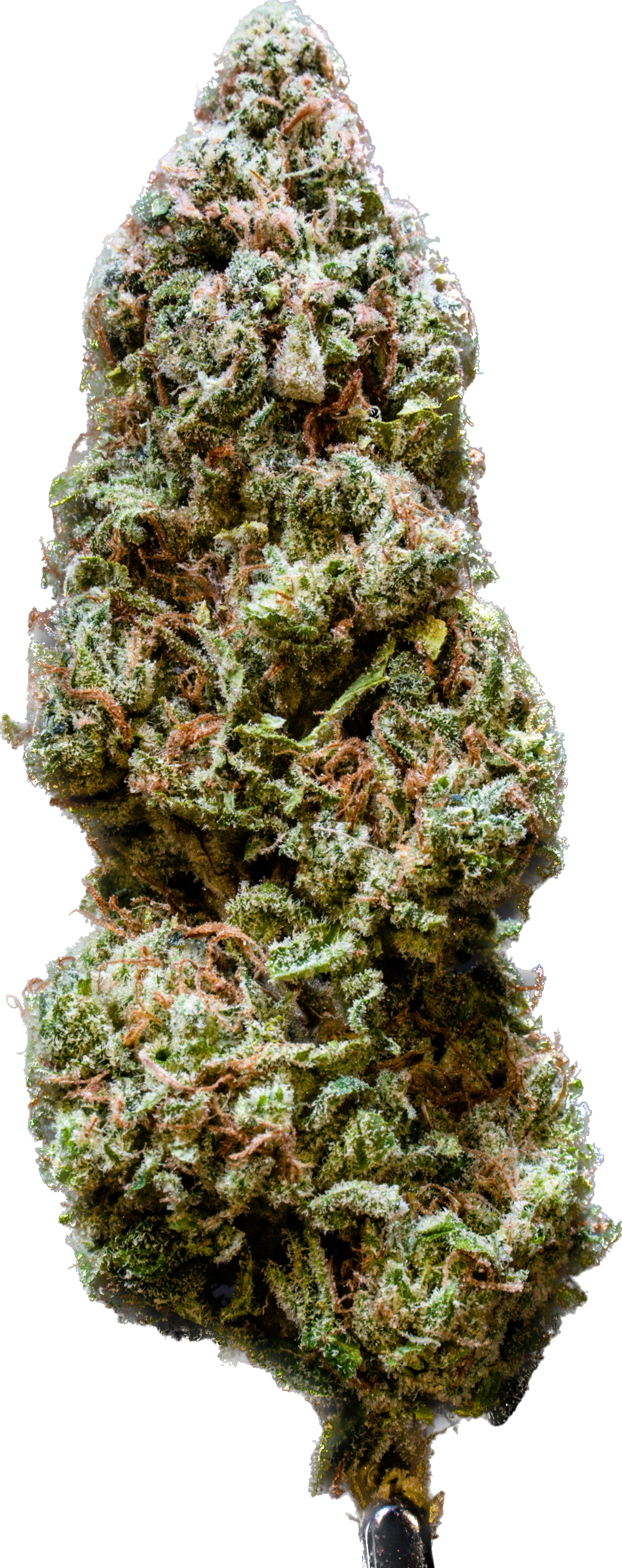 Toretto's Car Pipeline Genetics Company.PNG