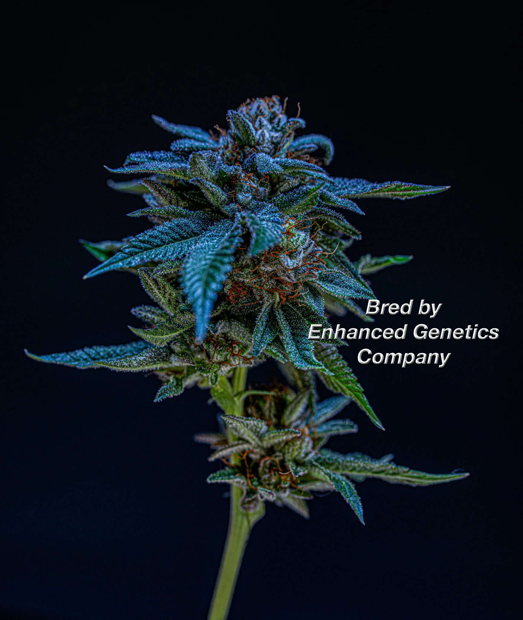 Pre 96 Deadly Combination Enhanced Genetics Company.jpg
