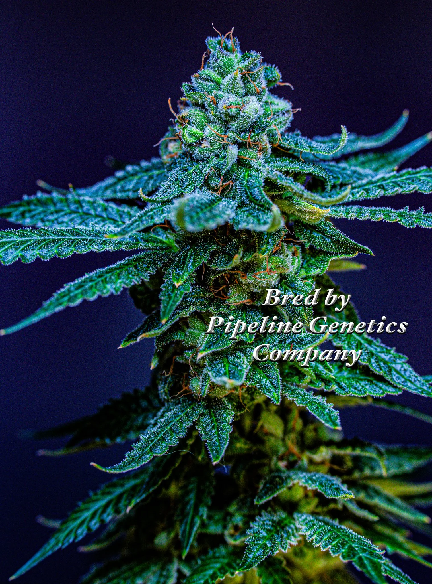 Perfection Apricot Pipeline Genetics Company-3.jpg