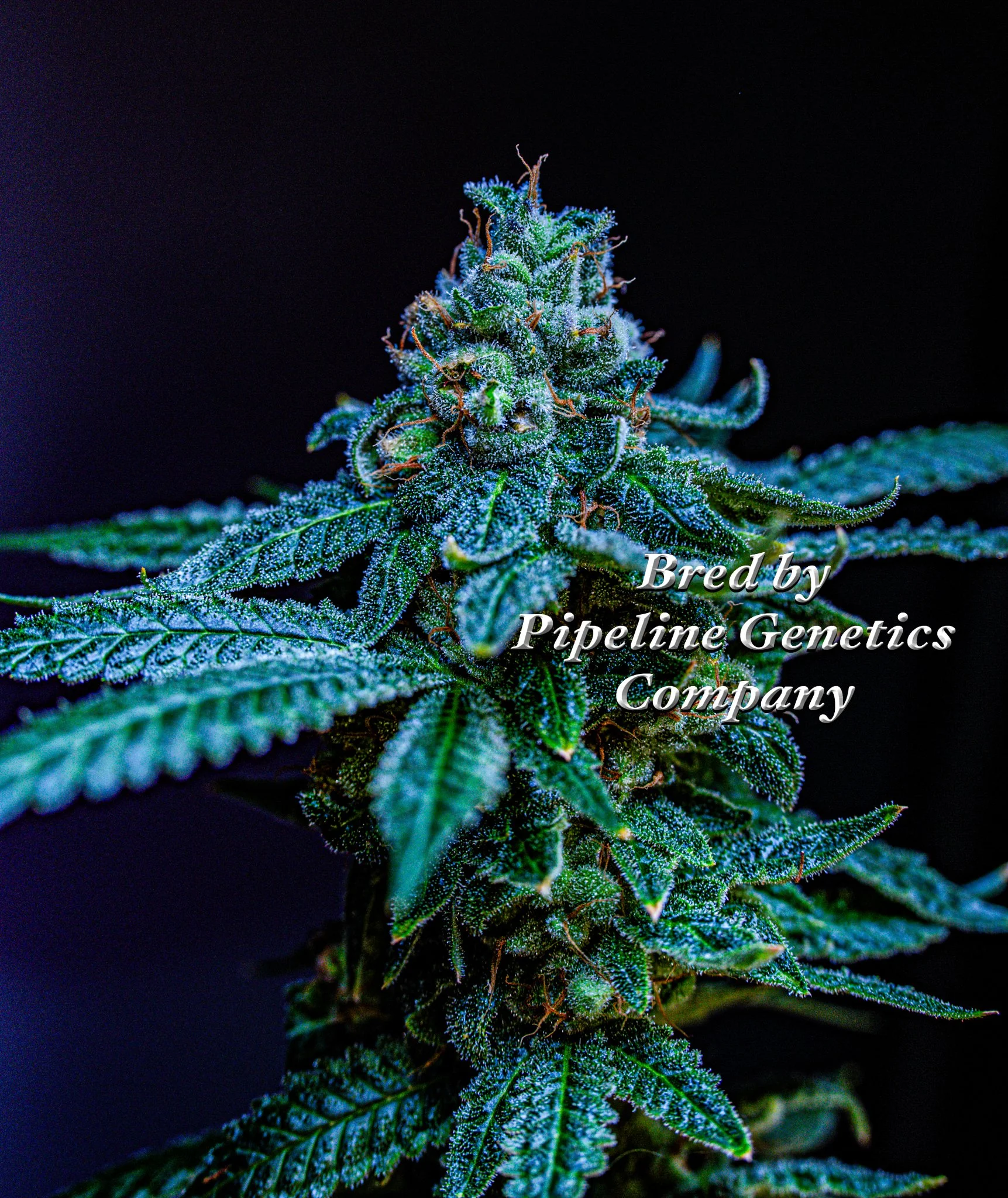 Perfection Apricot Pipeline Genetics Company-2.jpg