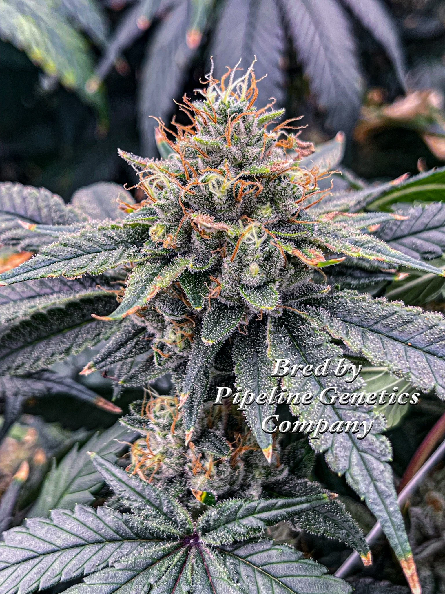 Pure Fruit Pipeline Genetics Company-2.jpg