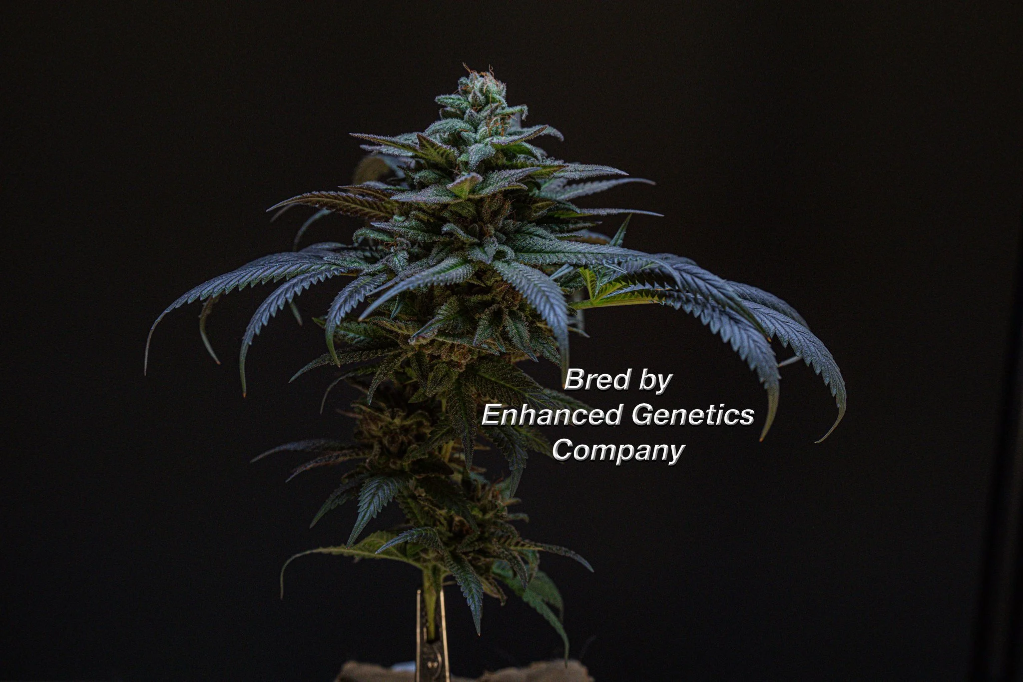 Full Metal Cherry 2.0 Bred by Enhanced Genetics Company-1.jpg