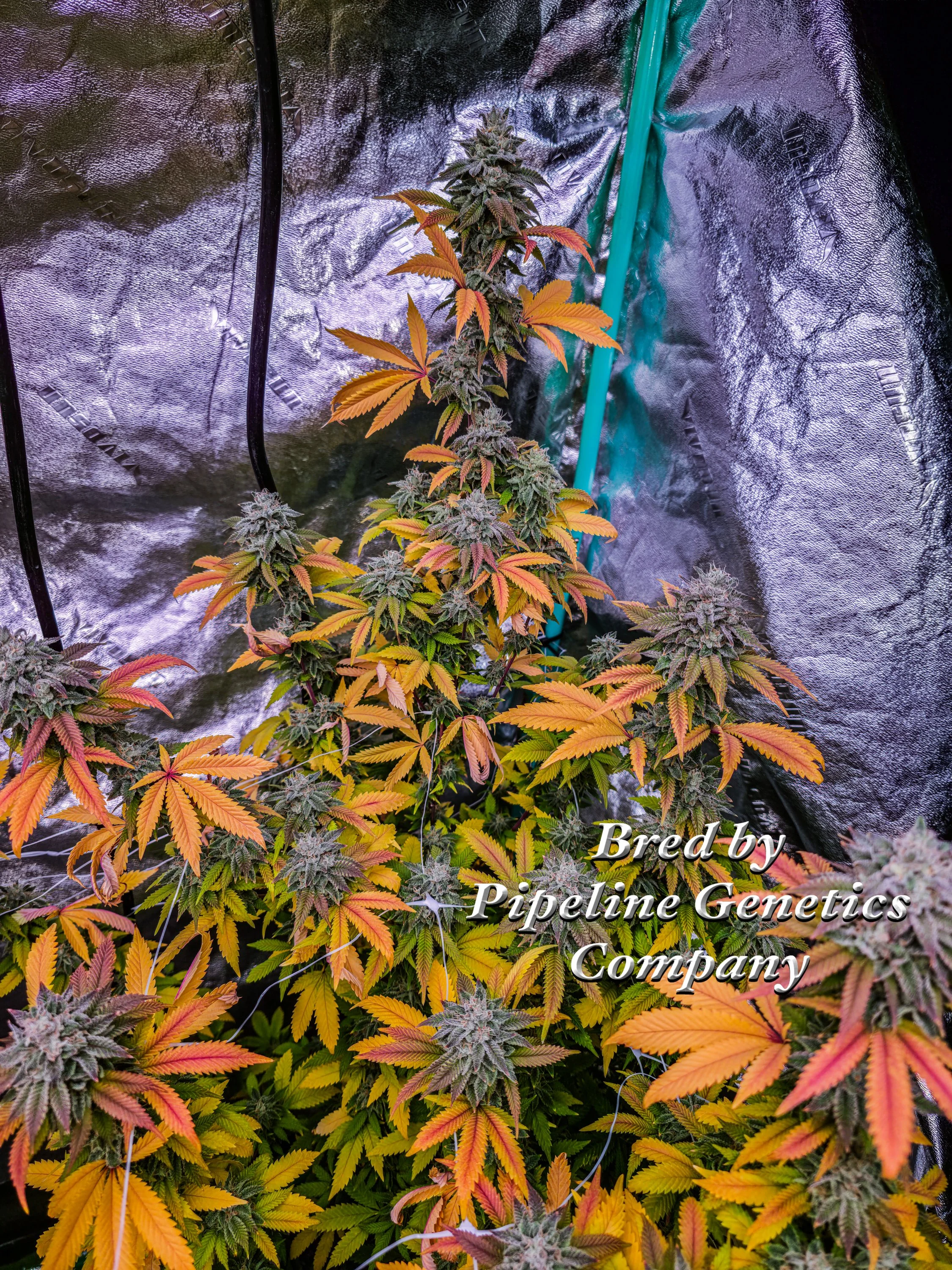 Halman Apricot Pipeline Genetics Company 17 smaller.jpg