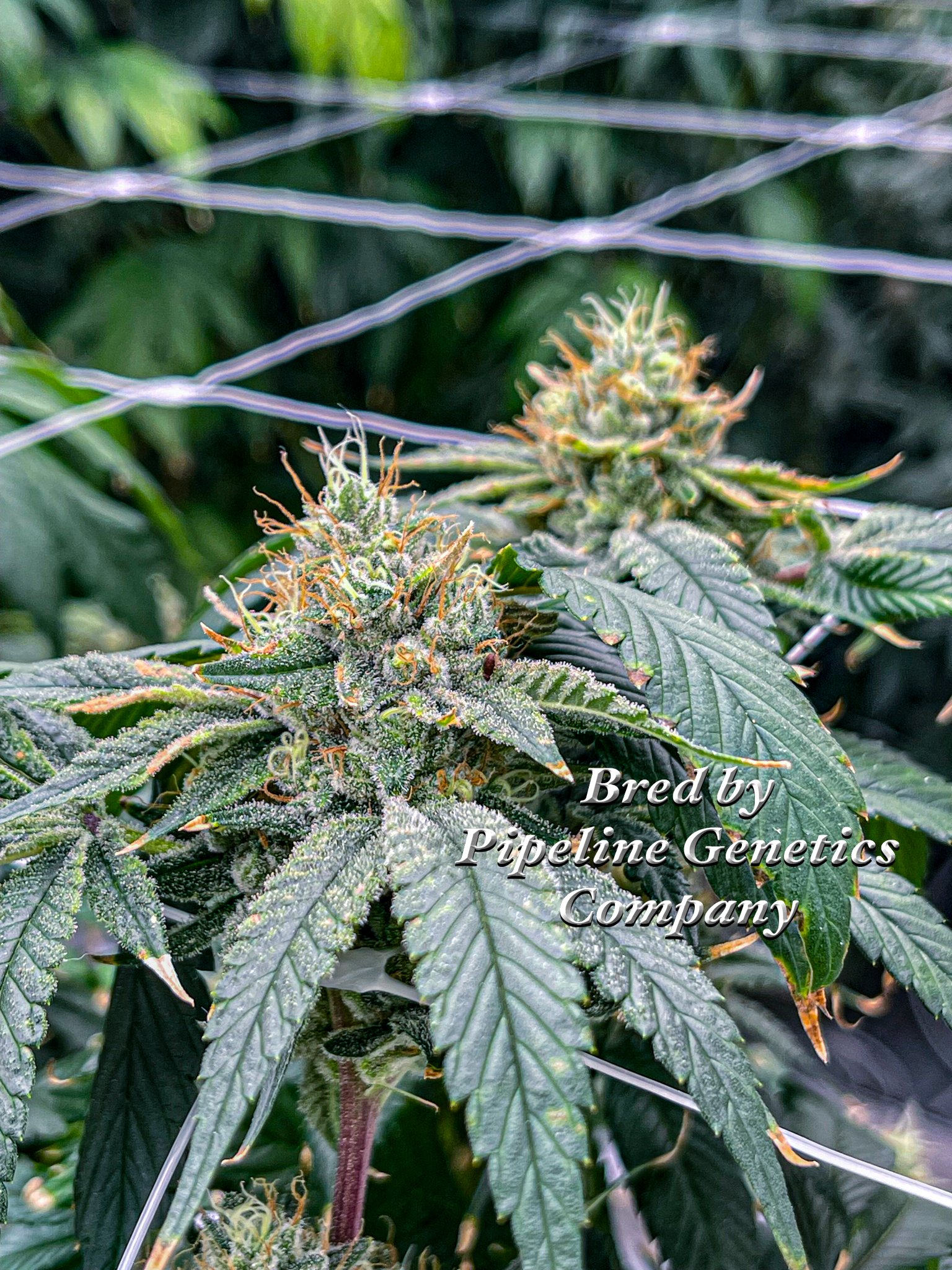 Pure Fruit Pipeline Genetics Company-1.jpg