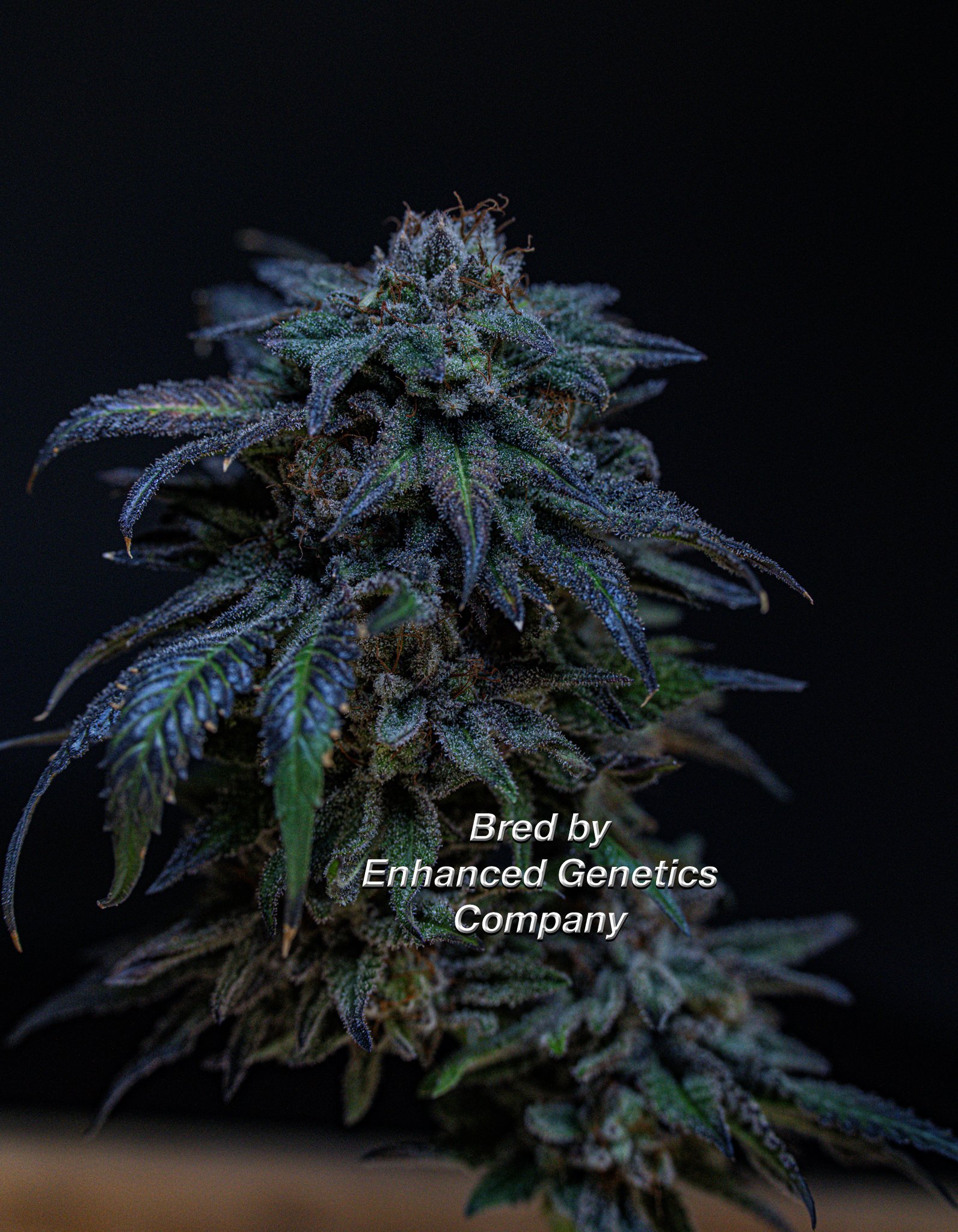 Cherry AK-47 Bred by Enhanced Genetics Company-5.jpg