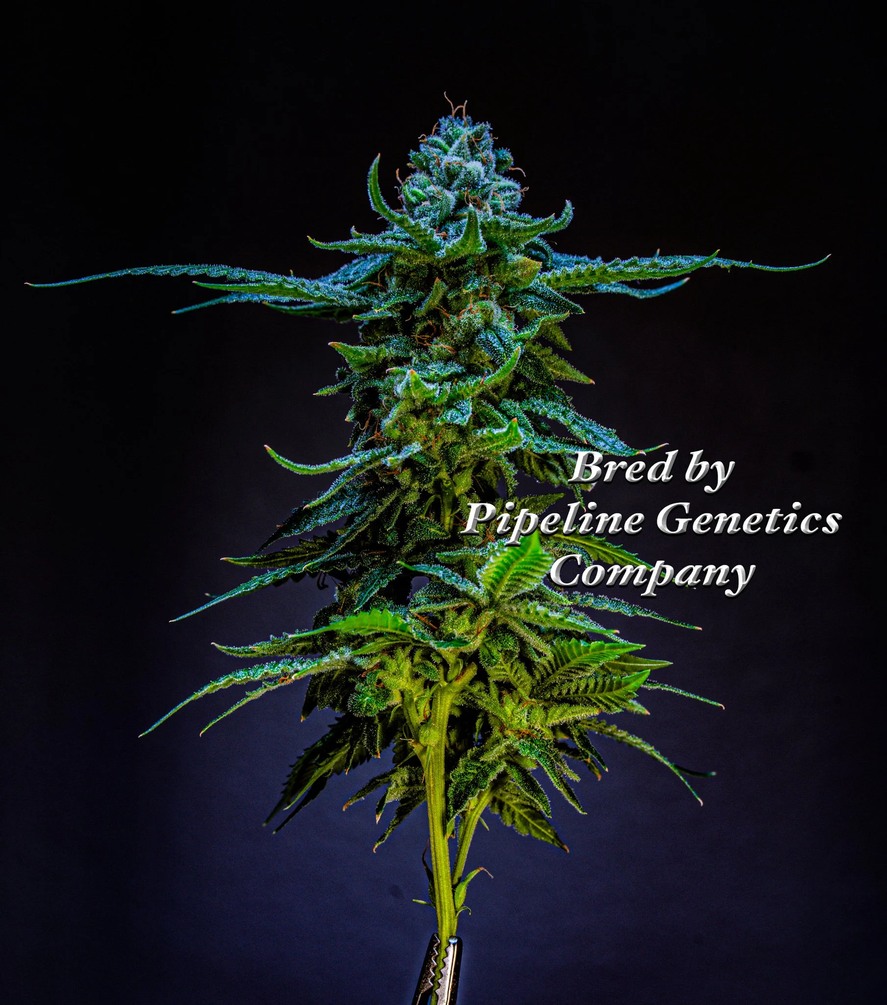 Perfection Apricot Pipeline Genetics Company-1.jpg