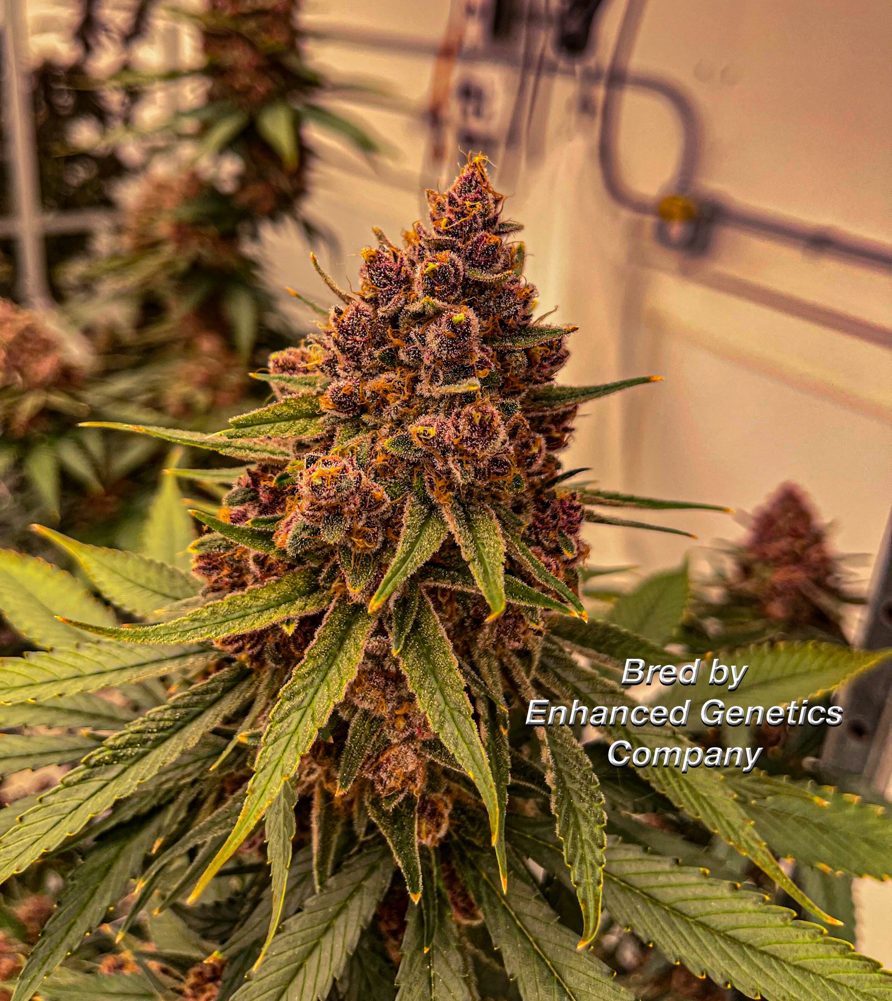 Superboof x Blueberry Enhanced Genetics Company-2.jpg